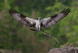 Nesting Time !!! Poster och Canvastavla