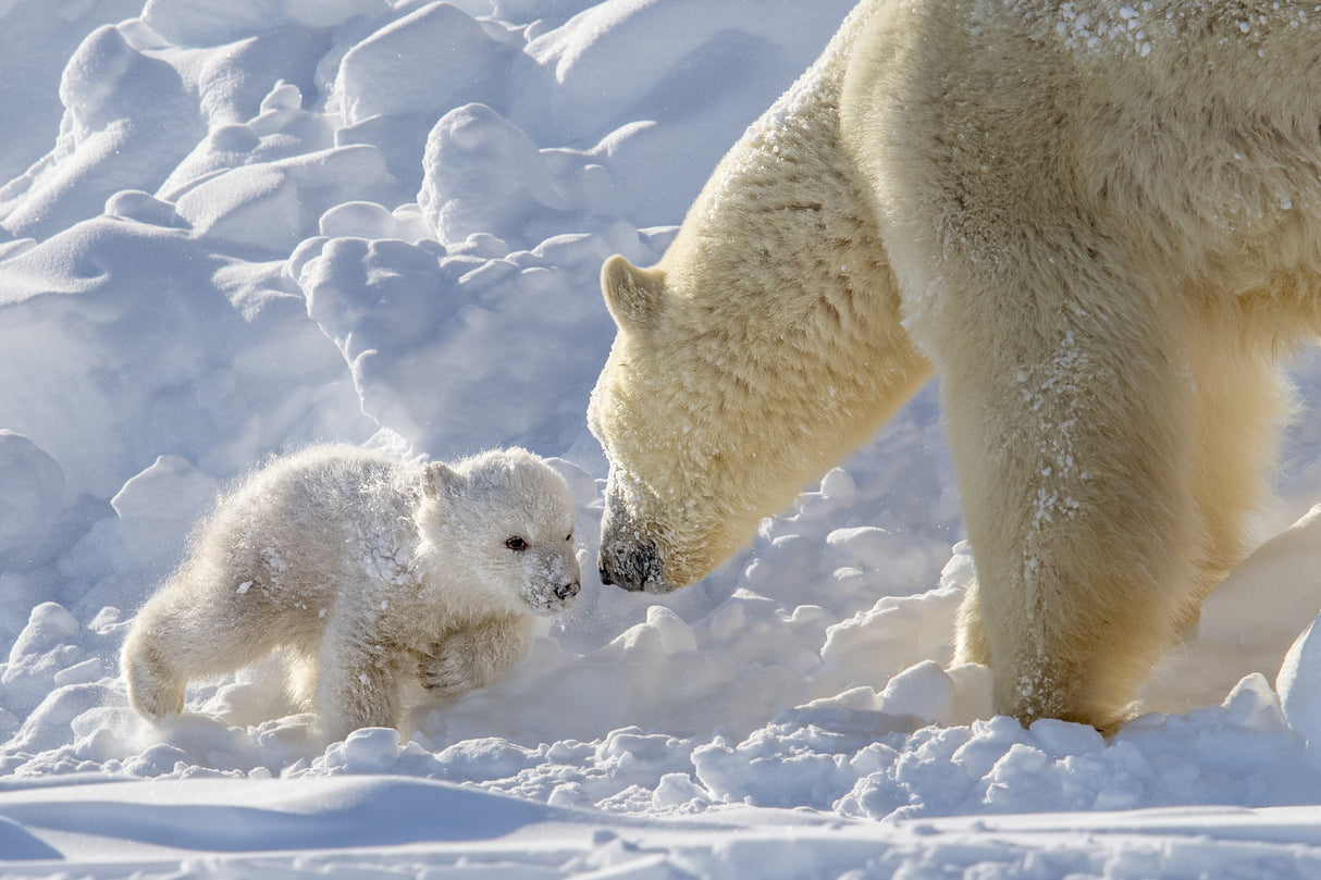 playful polar bear cub Poster och Canvastavla