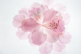 Pink dream Poster och Canvastavla