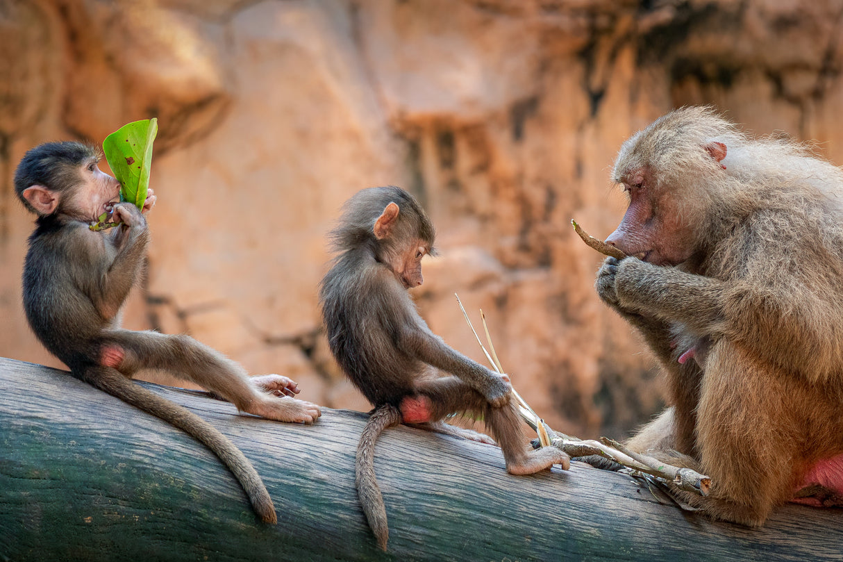 Lesson in the Wild Poster och Canvastavla