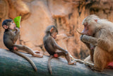 Lesson in the Wild Poster och Canvastavla