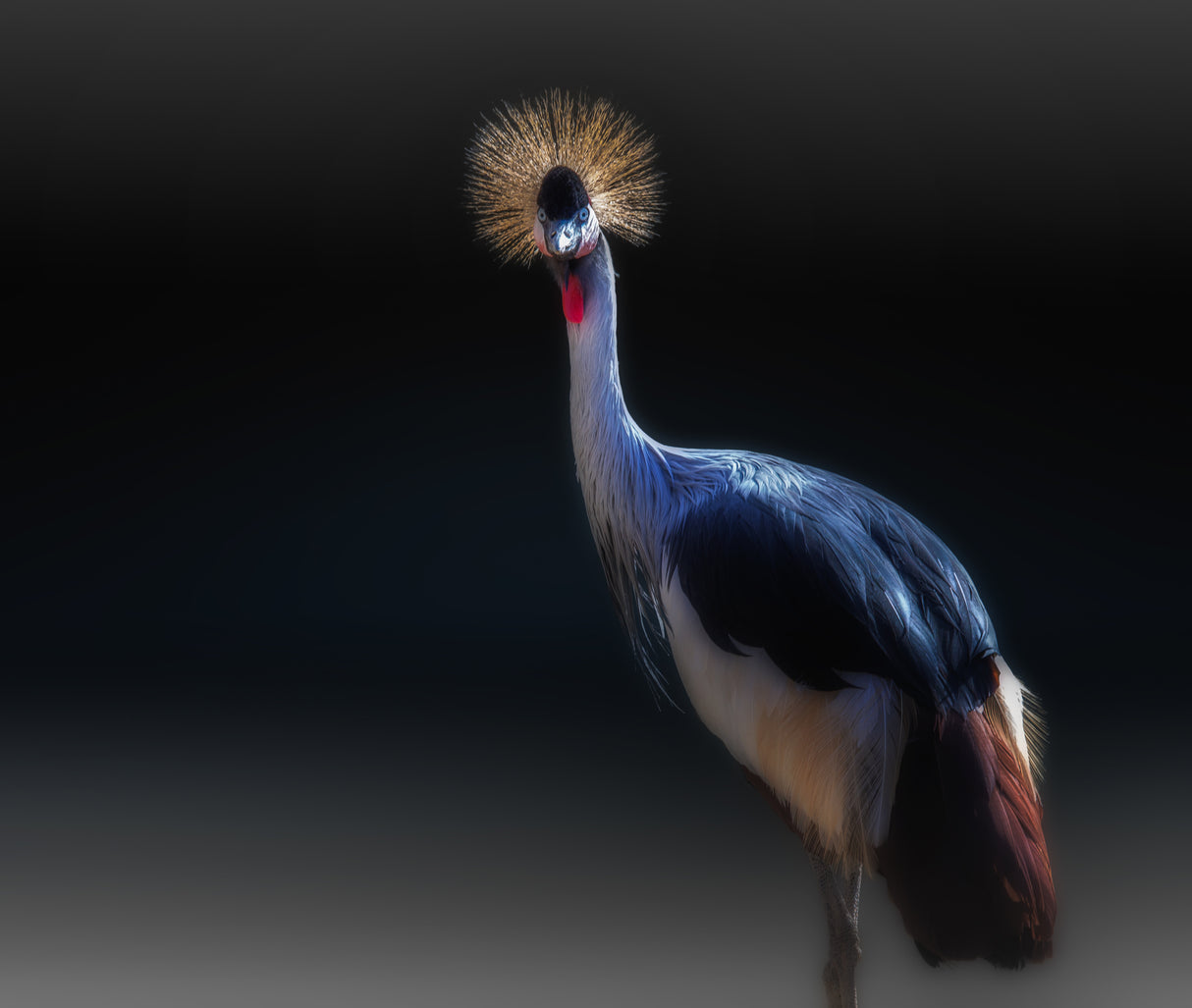 crane Poster och Canvastavla