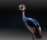 crane Poster och Canvastavla