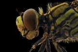 Dragonfly Poster och Canvastavla