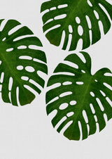 Monstera Leaf III Poster och Canvastavla