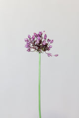 Chive flower Poster och Canvastavla