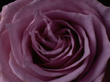 Pink Rose Poster och Canvastavla