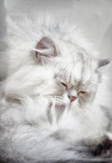 The Cat in the Window Poster och Canvastavla