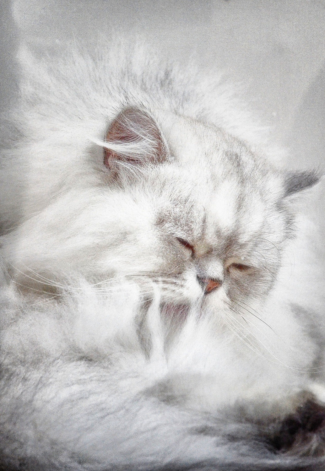 The Cat in the Window Poster och Canvastavla