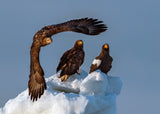 Sea Eagle ! Poster och Canvastavla