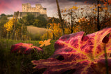 The colors tribute of the leaves Poster och Canvastavla