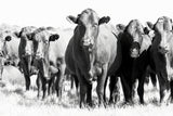 Herd In Black & White Poster och Canvastavla