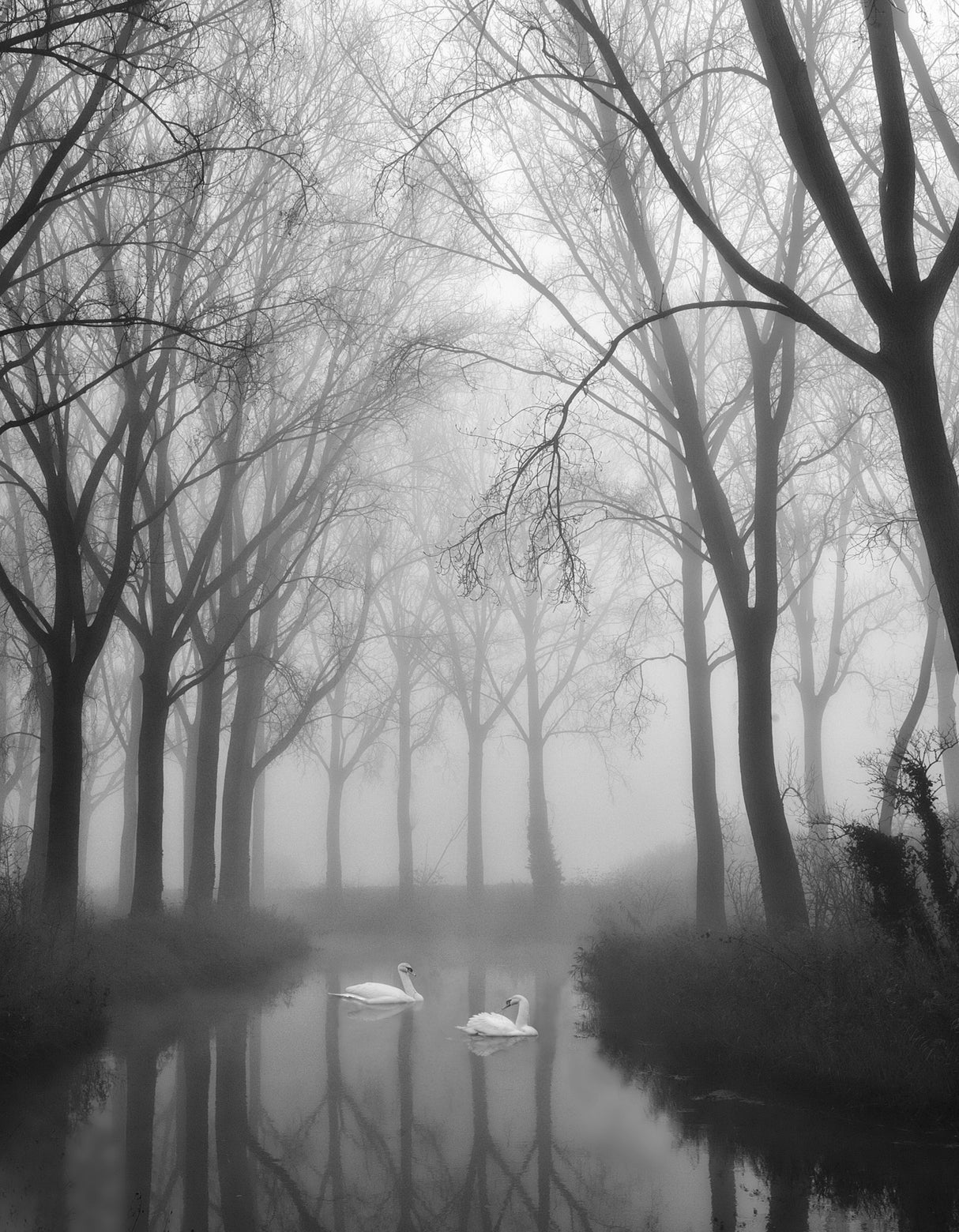 Draped in softness... Poster och Canvastavla