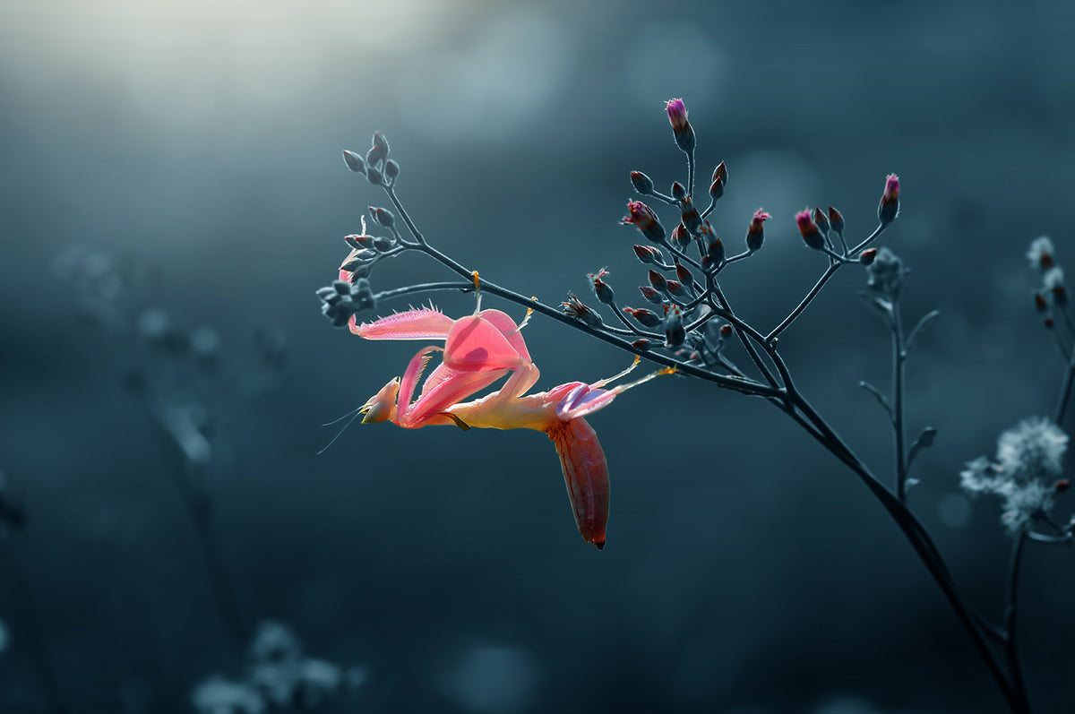 Orchid Mantis Poster och Canvastavla