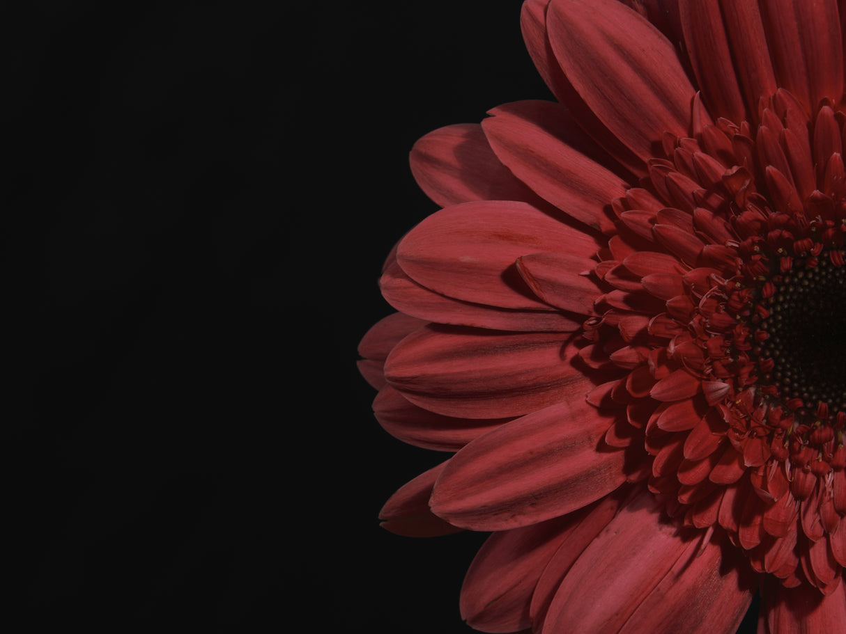 beautiful flower Poster och Canvastavla