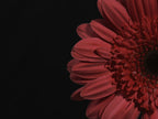 beautiful flower Poster och Canvastavla