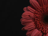 beautiful flower Poster och Canvastavla