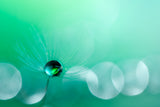 Droplet Poster och Canvastavla