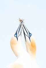 Gannets in love Poster och Canvastavla