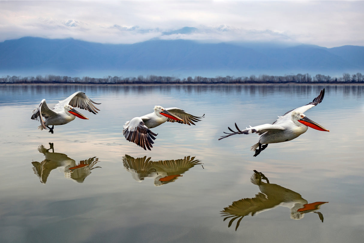 Flying Dalmatian pelicans Poster och Canvastavla