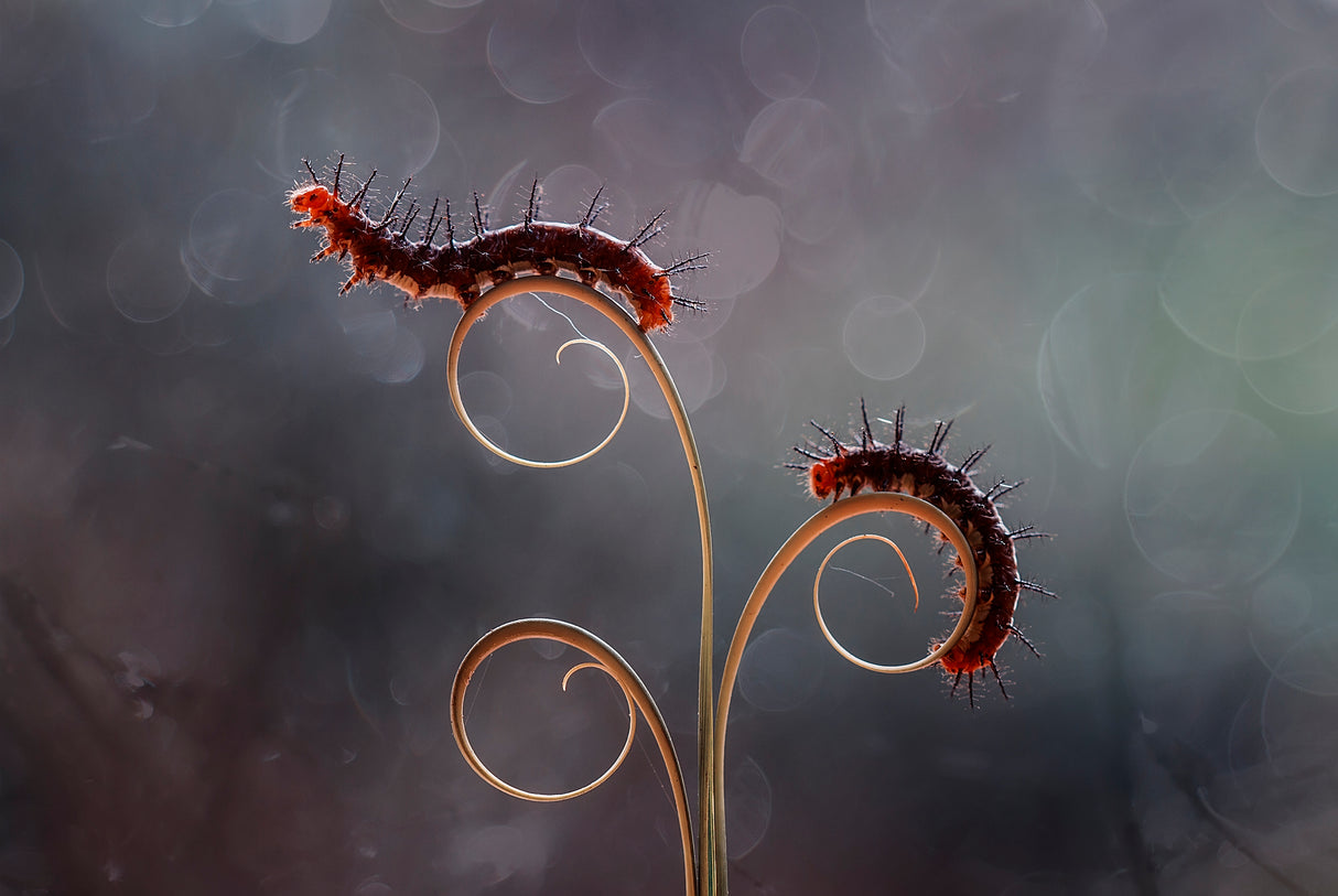 The Caterpillar Romance Poster och Canvastavla