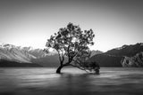 wanaka tree Poster och Canvastavla