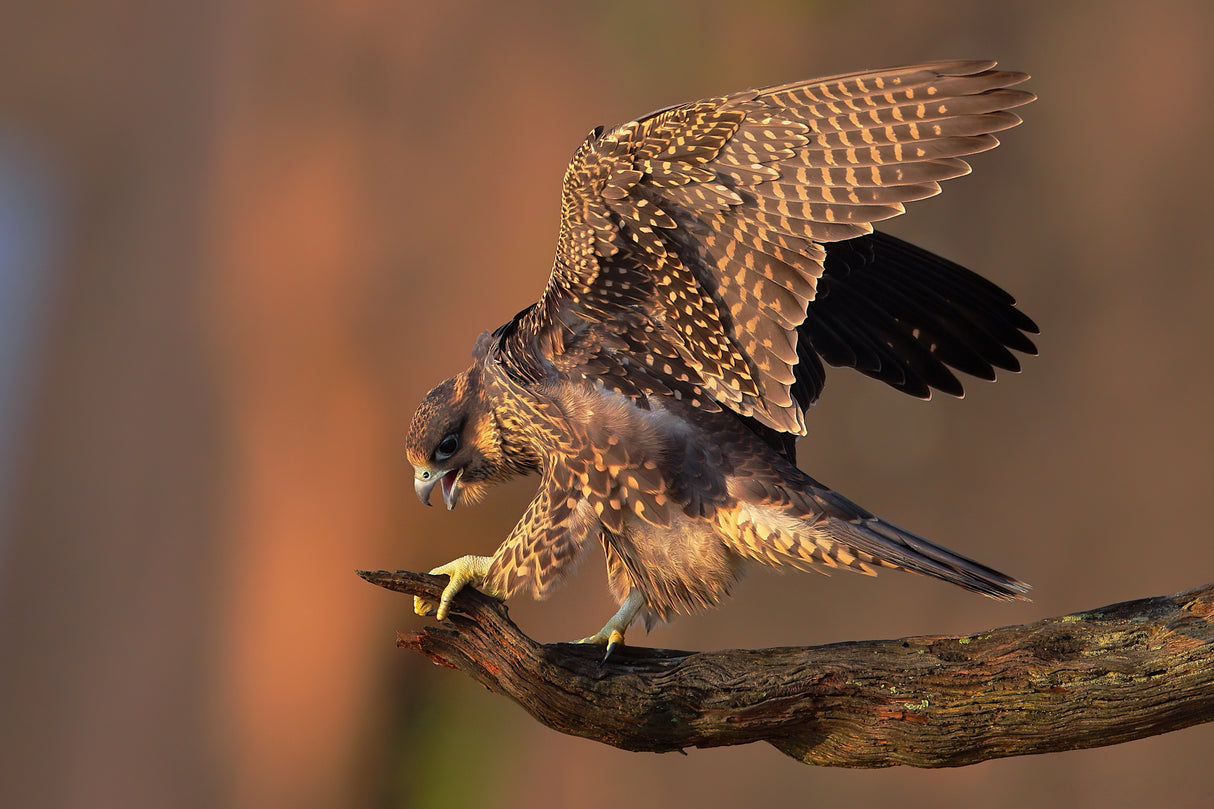 Peregrine Falcon Poster och Canvastavla