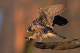 Peregrine Falcon Poster och Canvastavla