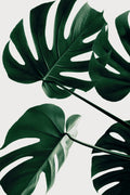 Monstera Natural 43 Poster och Canvastavla