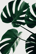 Monstera Natural 43 Poster och Canvastavla