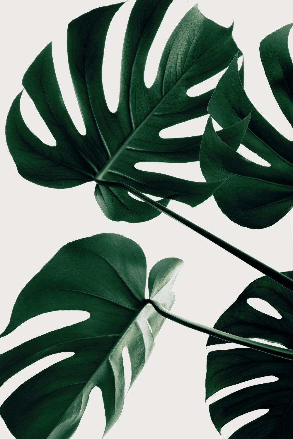 Monstera Natural 43 Poster och Canvastavla