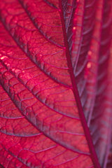 Red Leaf Poster och Canvastavla