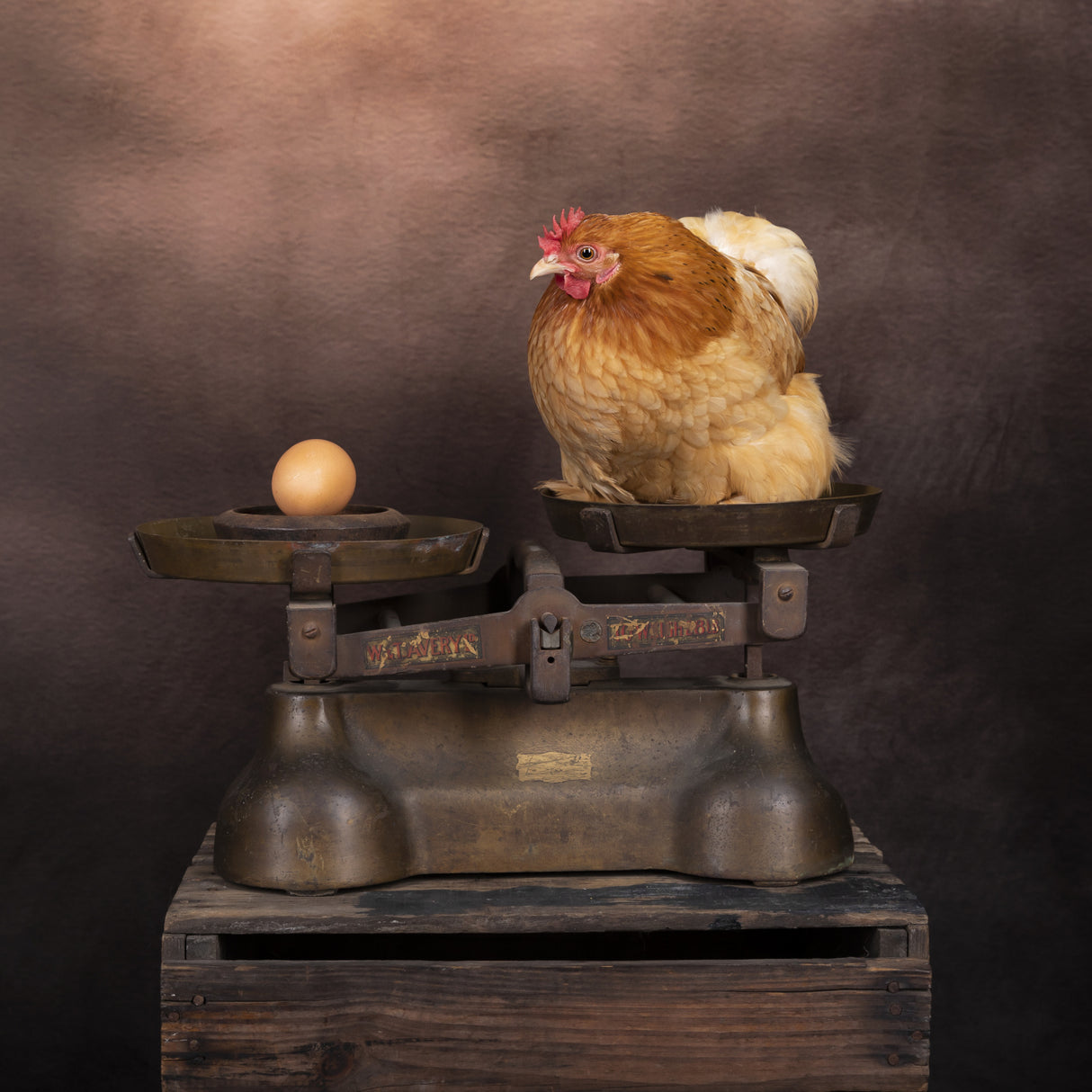 The Chicken or The Egg? Poster och Canvastavla