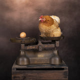 The Chicken or The Egg? Poster och Canvastavla