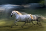 white mare into a gallop Poster och Canvastavla