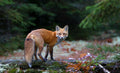 Red Fox in Algonquin Park Poster och Canvastavla