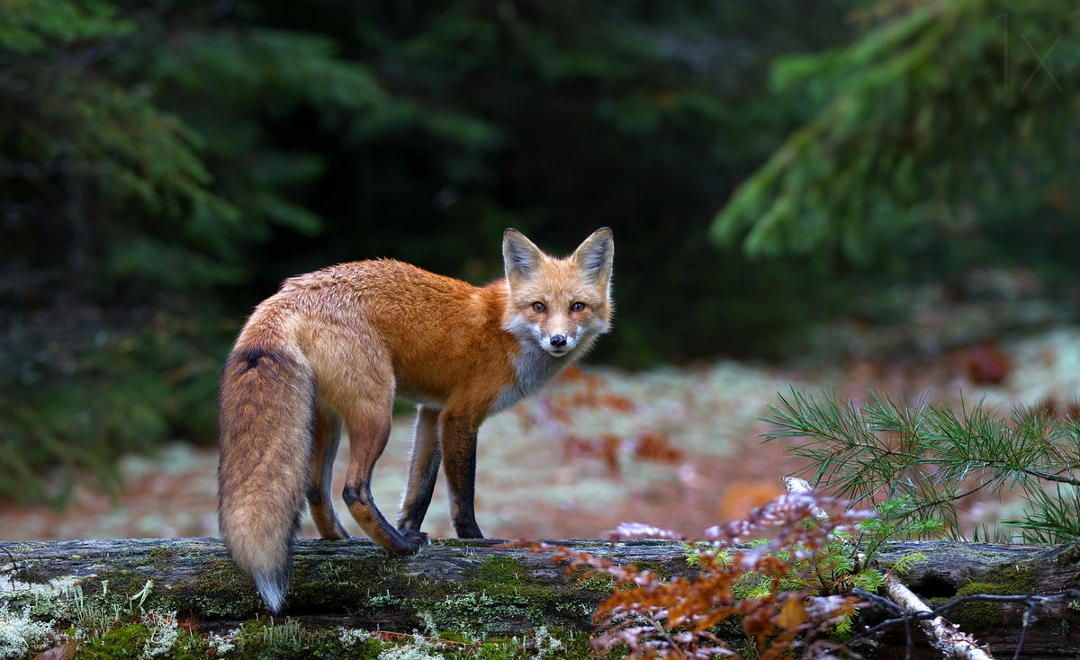 Red Fox in Algonquin Park Poster och Canvastavla