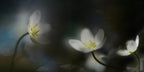 Light in the darkness Poster och Canvastavla