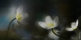 Light in the darkness Poster och Canvastavla