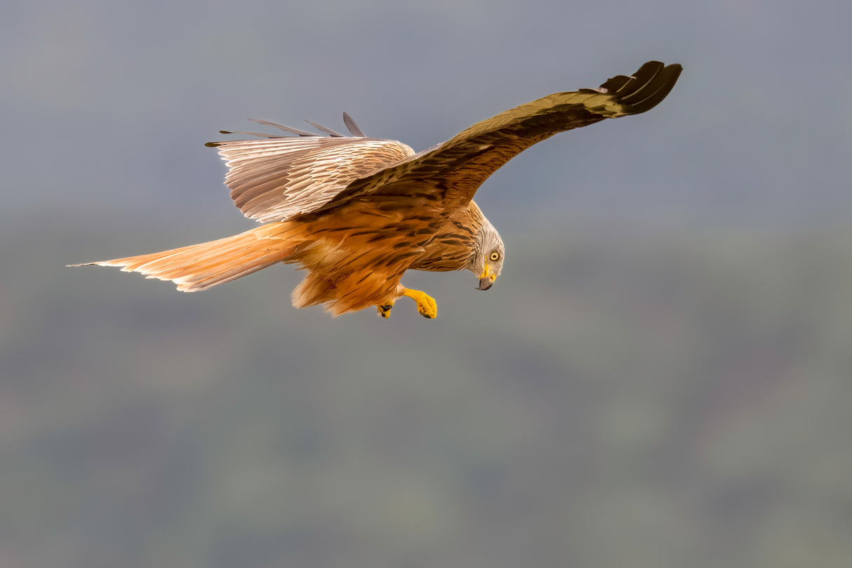 Red Kite Poster och Canvastavla