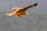 Red Kite Poster och Canvastavla
