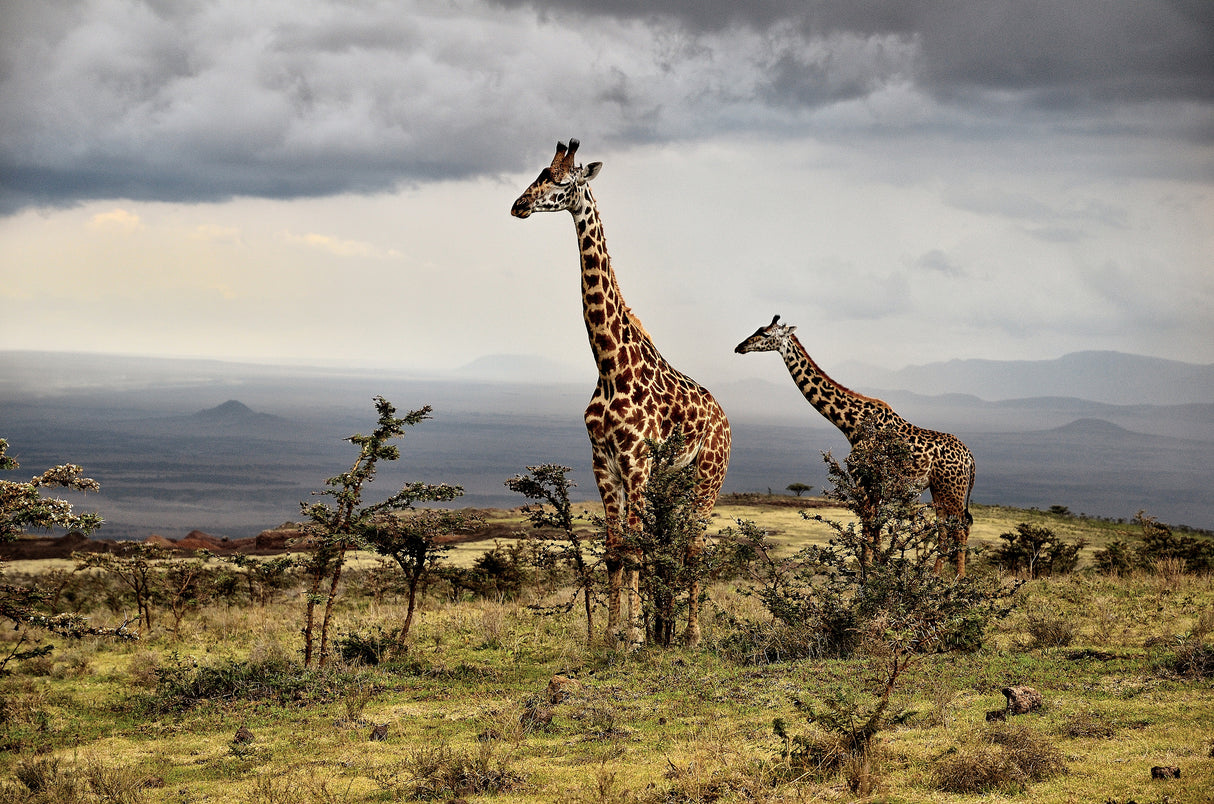 Giraffe Poster och Canvastavla
