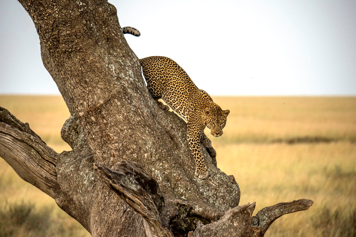 Leopard - Serengheti, Tanzania Poster och Canvastavla