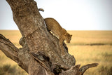 Leopard - Serengheti, Tanzania Poster och Canvastavla