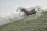Horse Sequence Poster och Canvastavla