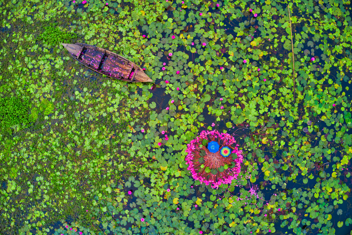 Canal of water lily Poster och Canvastavla