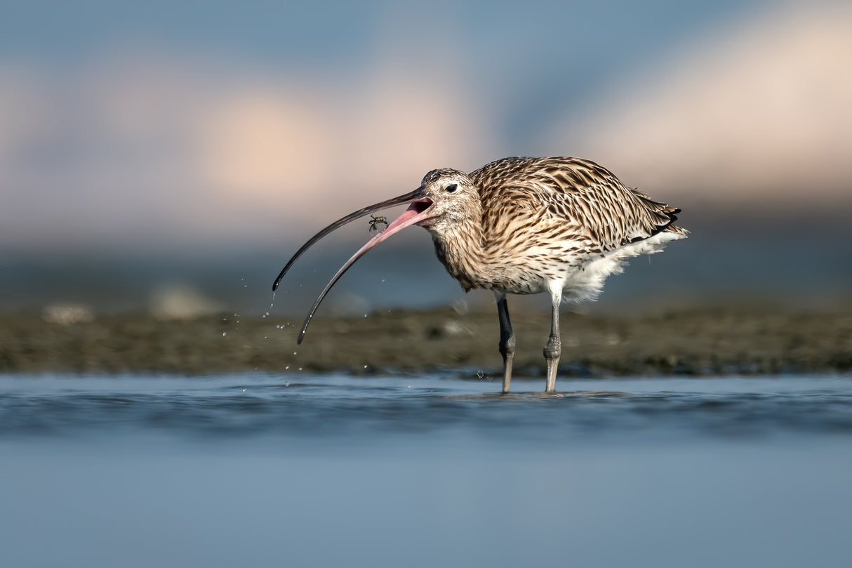 Eurasian Curlew Poster och Canvastavla