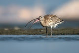 Eurasian Curlew Poster och Canvastavla