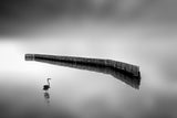 The dream of heron Poster och Canvastavla