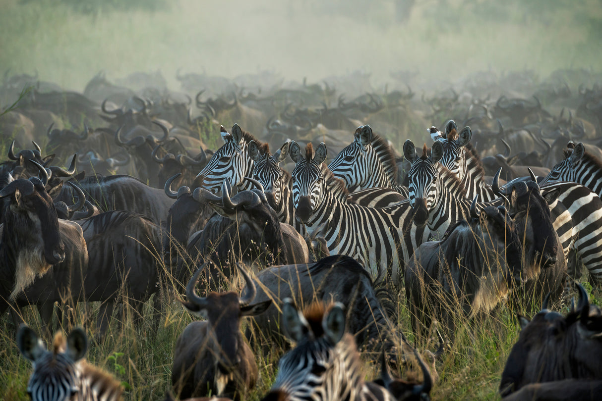 The Great migration Poster och Canvastavla
